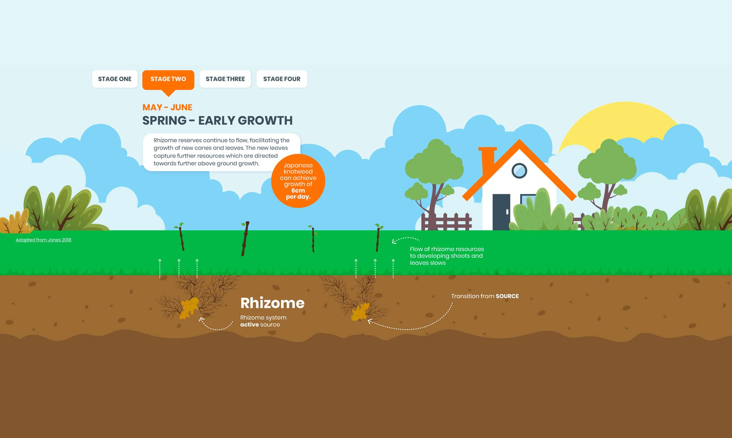 knotweed infographic stage illustrations 2
