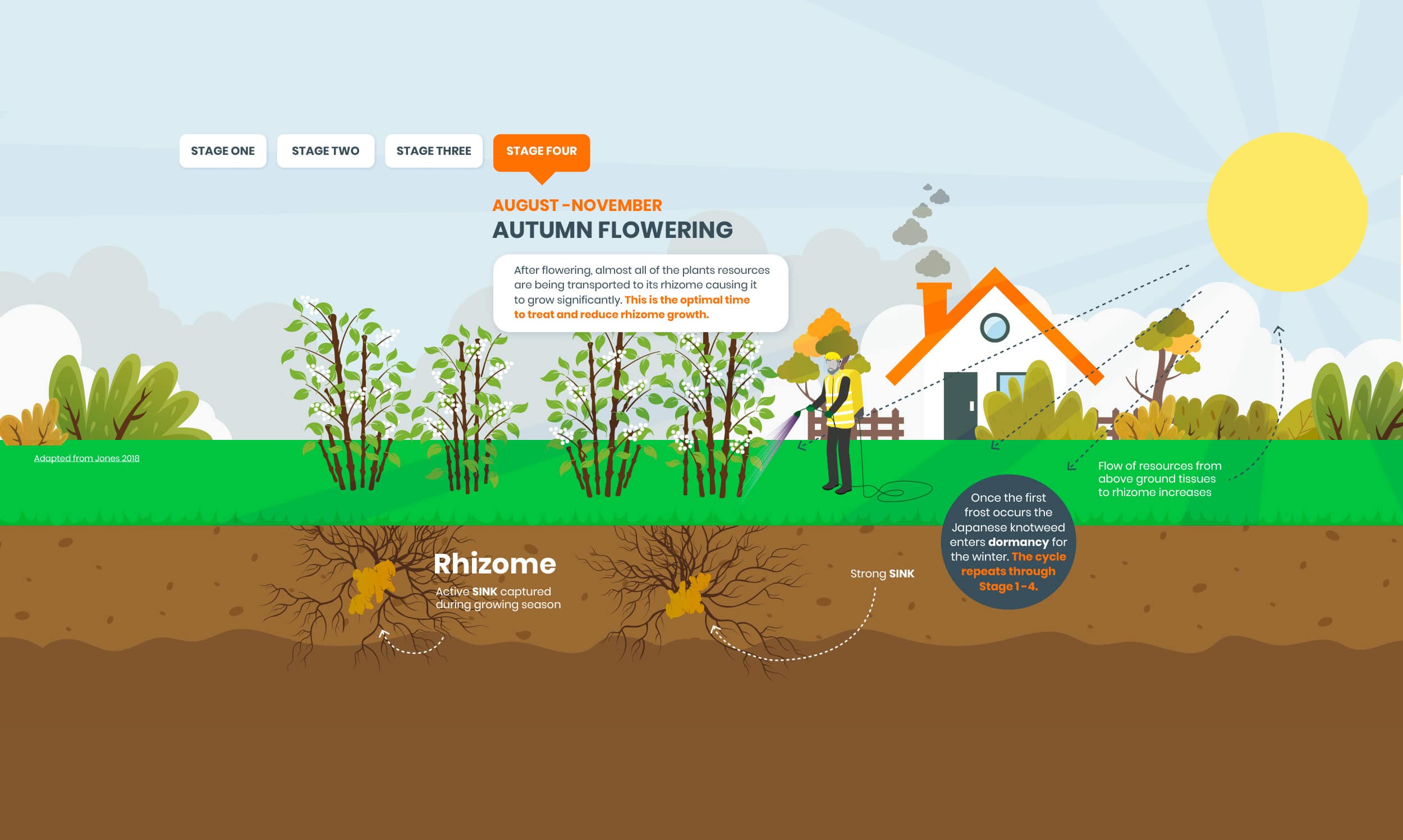 knotweed infographic stage illustrations 4